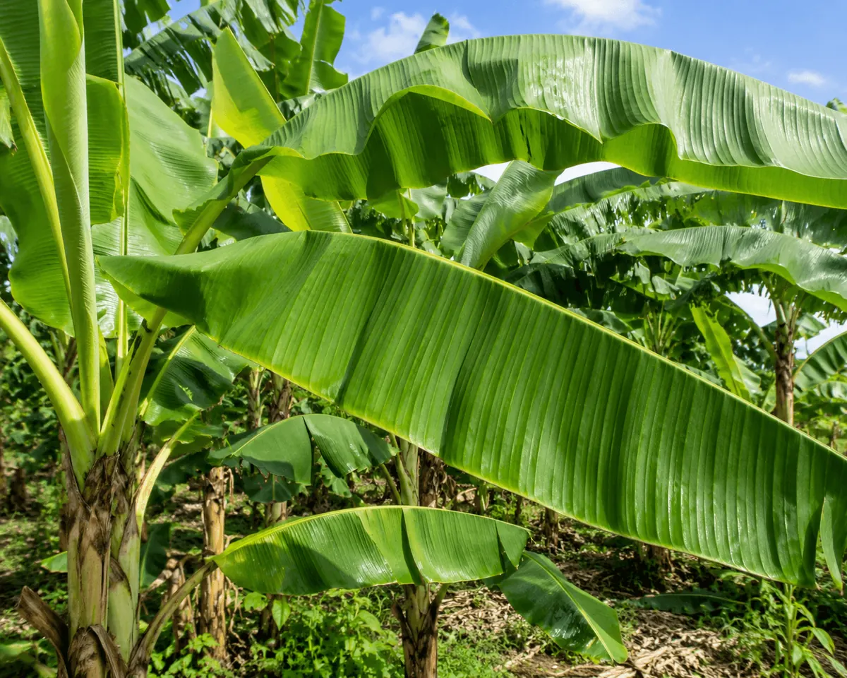 Banana leaves at De Klomp Homestead
