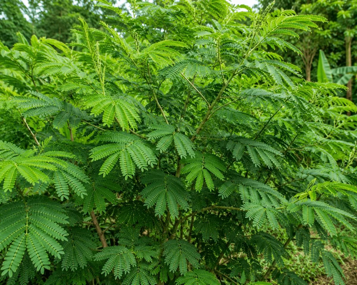Calliandra shrub at De Klomp Homestead