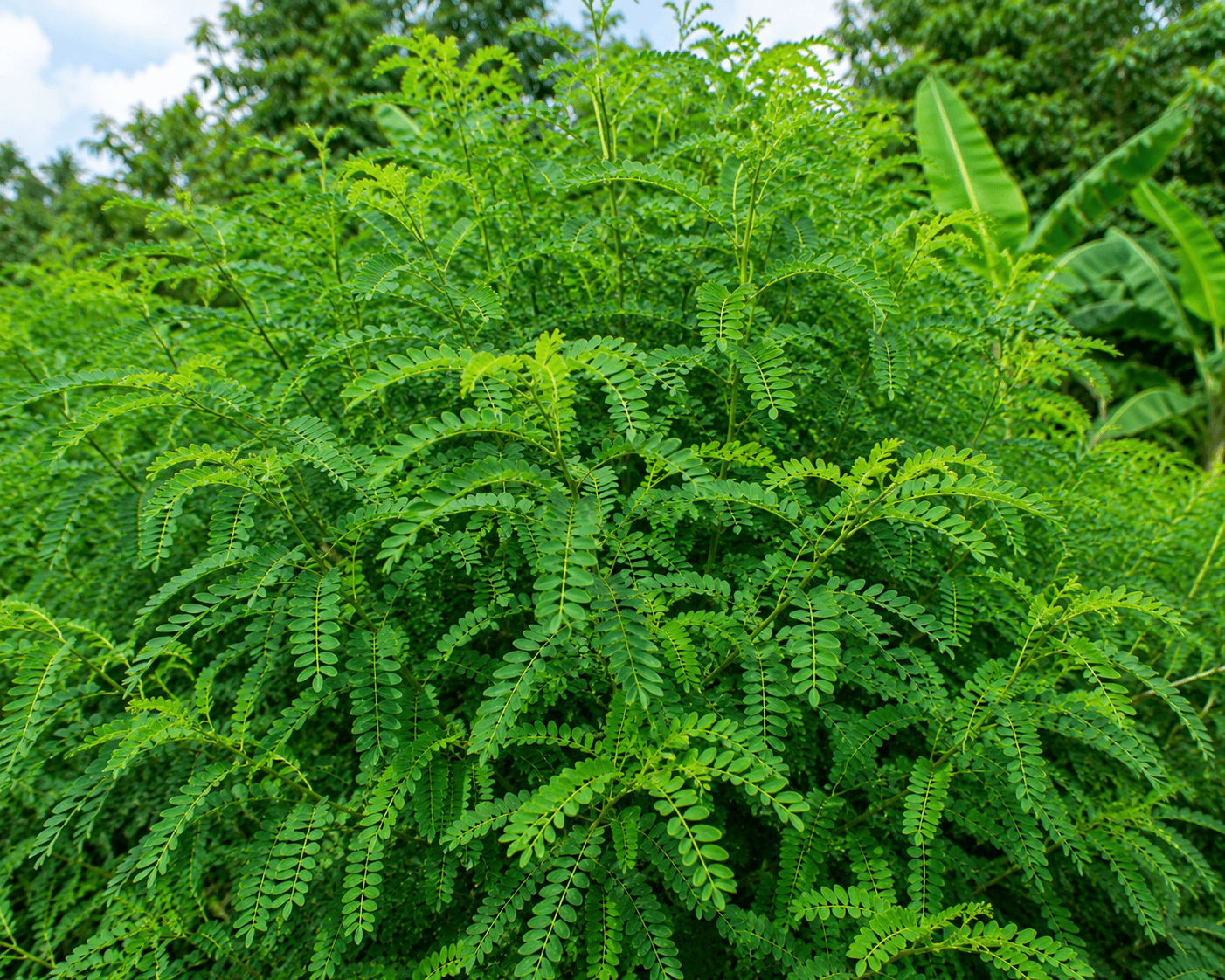 Indigofera leaves at De Klomp Homestead