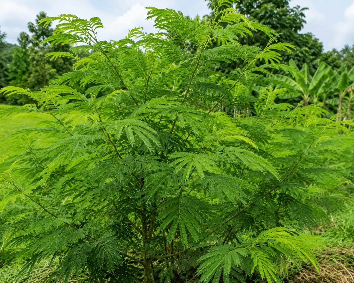 Ipil-Ipil tree at De Klomp Homestead
