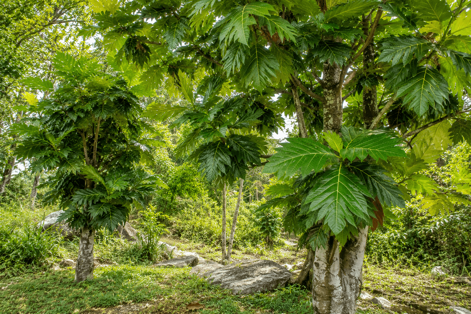 Kamansi tree leaves at De Klomp Homestead