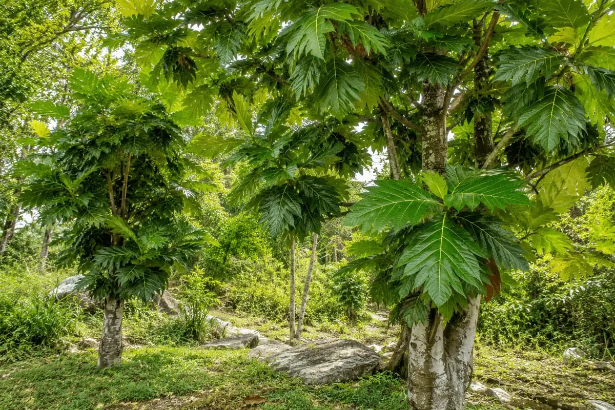 Kamansi tree leaves at De Klomp Homestead