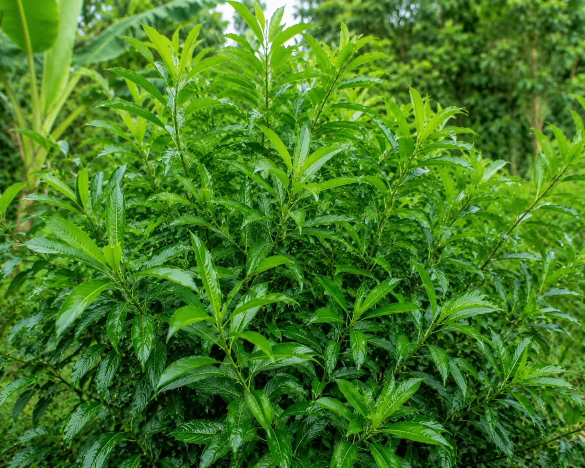 Madre de Agua shrub at De Klomp Homestead