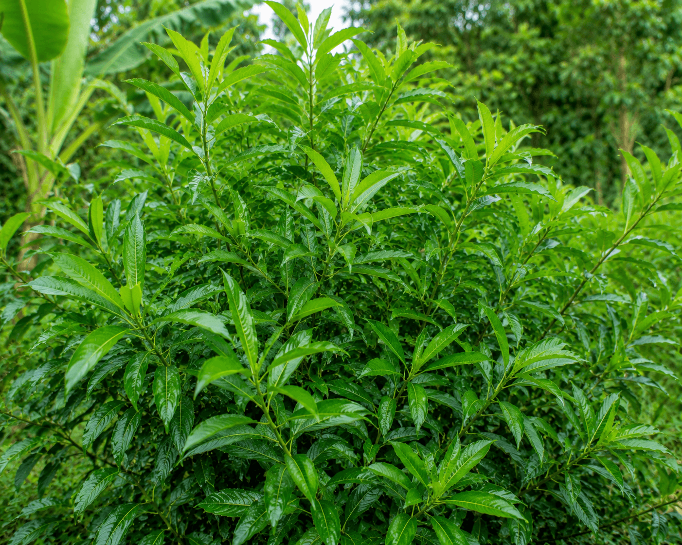 Madre de Agua shrub at De Klomp Homestead