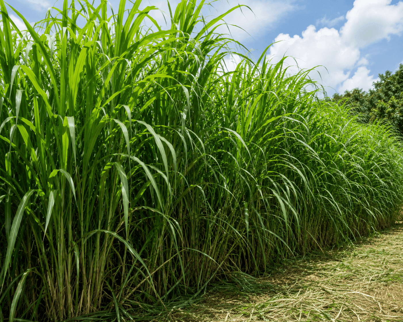 Napier grass growing at De Klomp Homestead