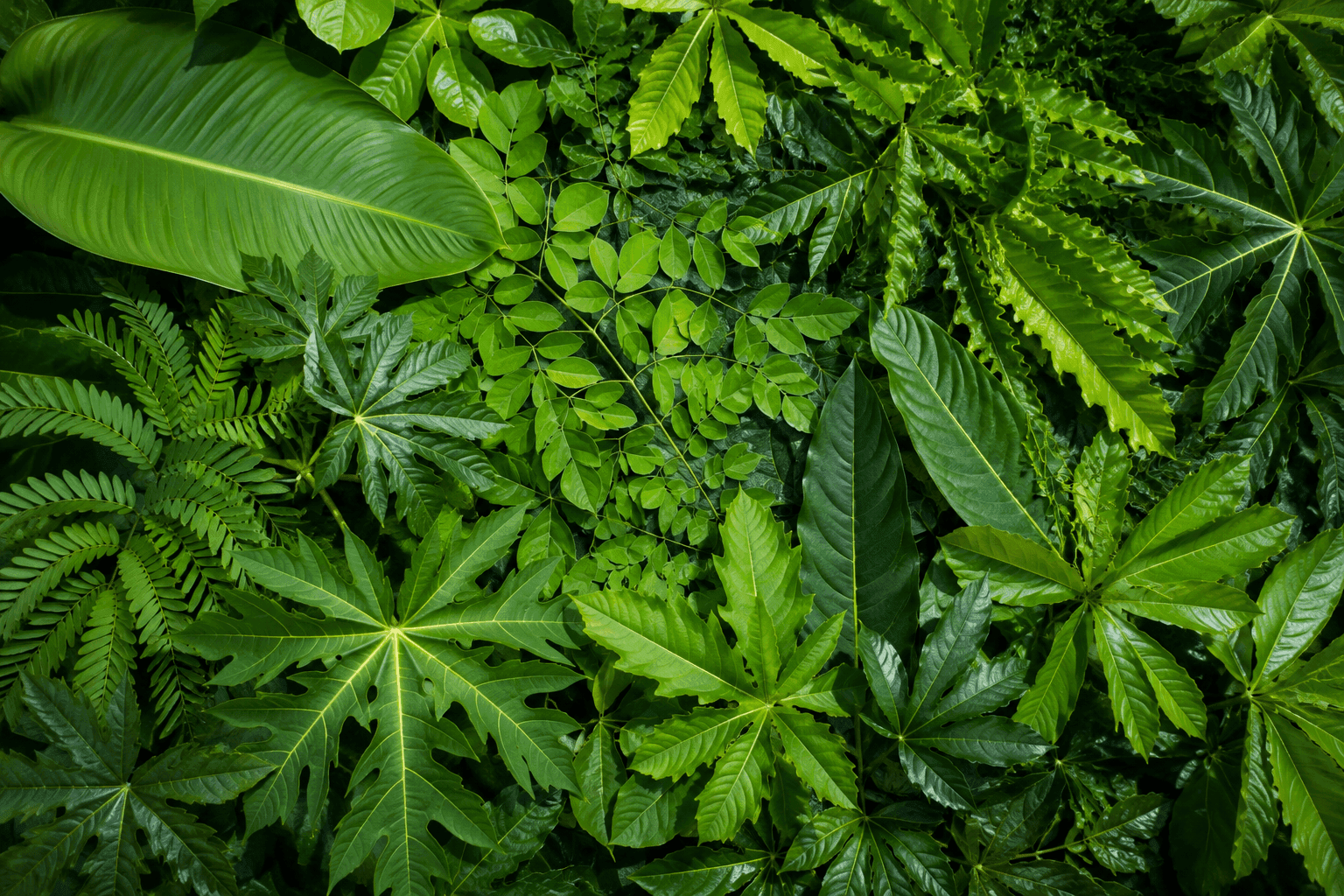Local fodder leaves at De Klomp Homestead