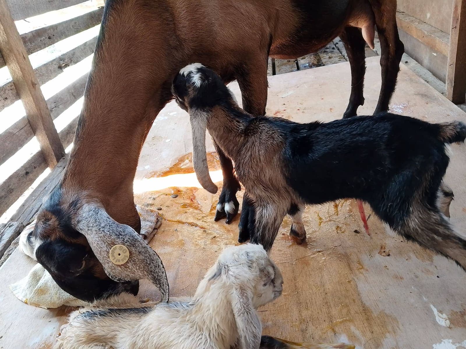 Life at De Klomp Homestead — doe nursing newborn goat kids