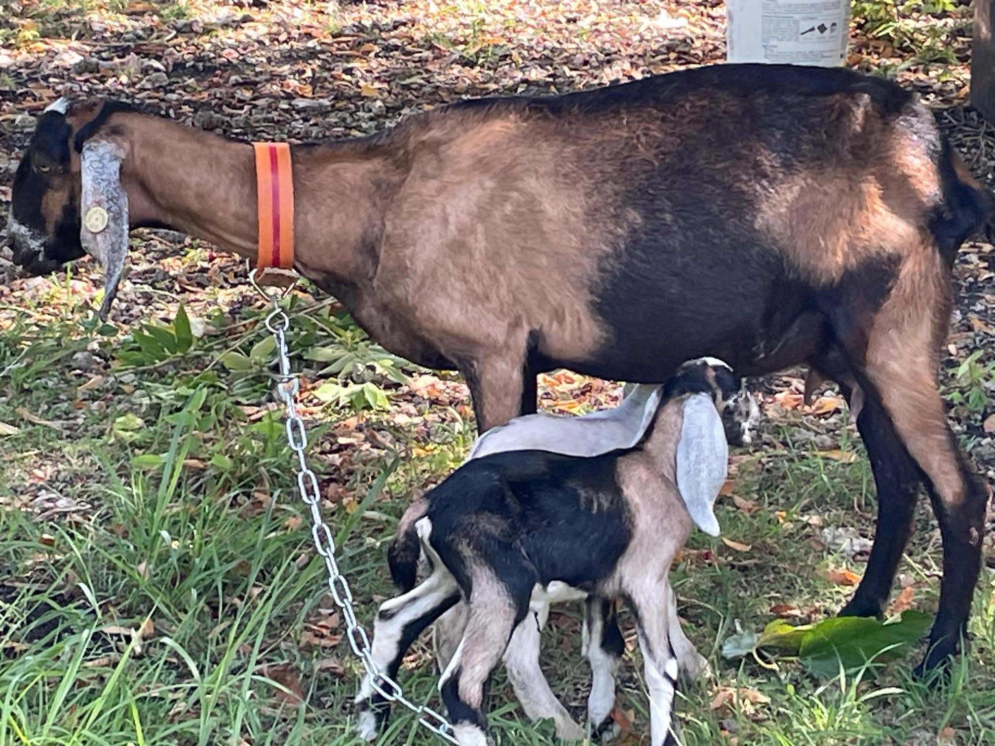 Life at De Klomp Homestead — goat babies