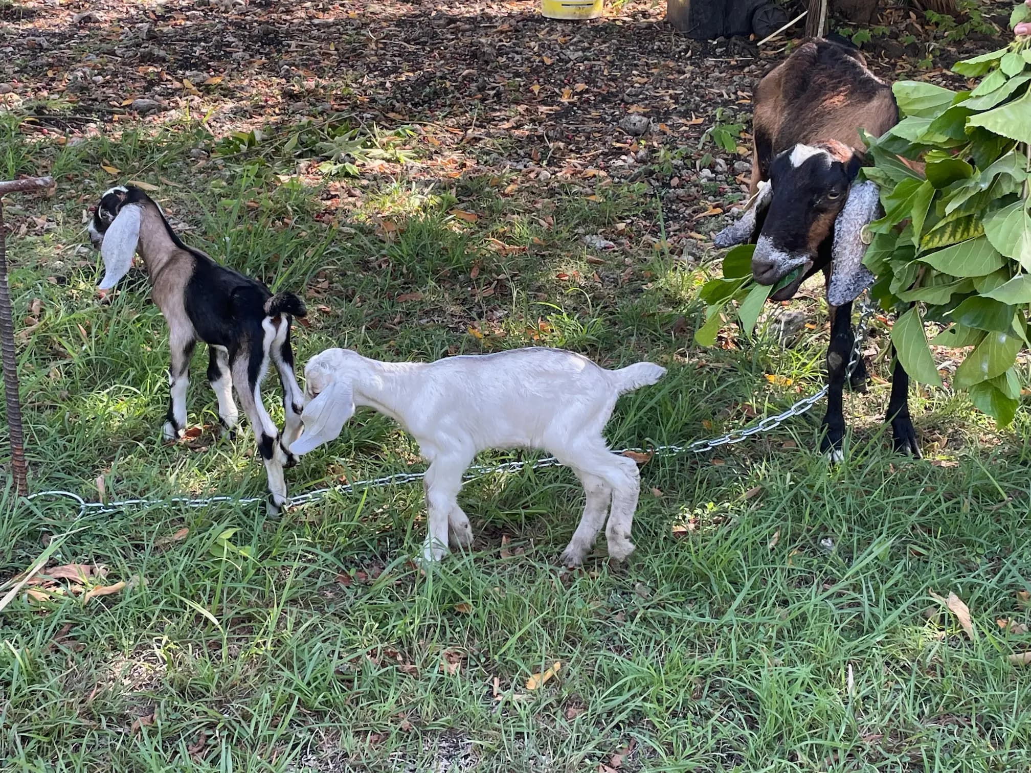 Goats browsing at De Klomp Homestead
