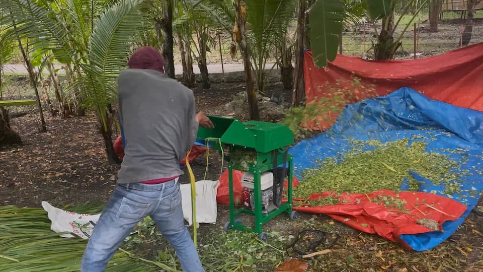 Person feeding long Napier grass stalks into a green chopper that ejects chopped pieces onto a blue and red tarpaulin