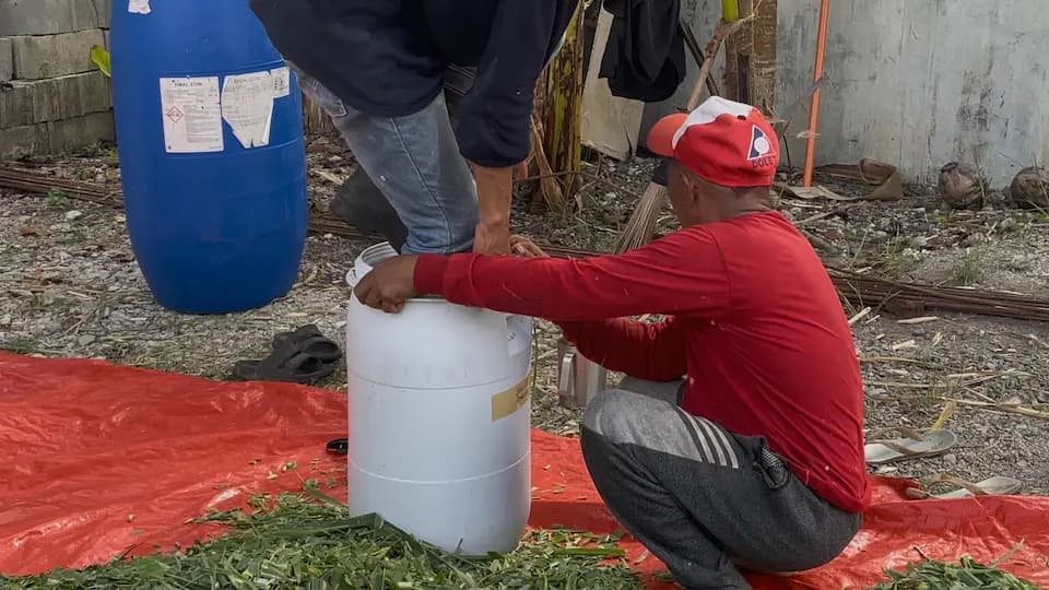 Person standing inside a white plastic drum compacting chopped Napier grass while another person holds the drum steady on an orange tarpaulin