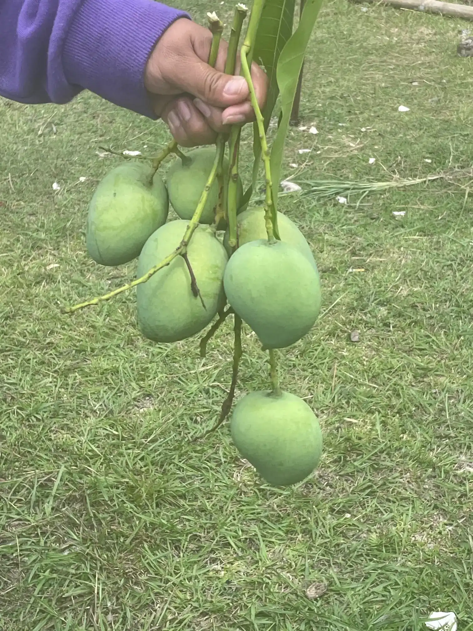 Freshly harvested green mangoes from the trees at De Klomp Homestead in Santander, Cebu