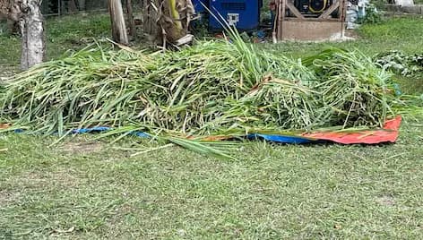 Large pile of freshly harvested Napier grass spread across blue and orange tarpaulins at De Klomp Homestead