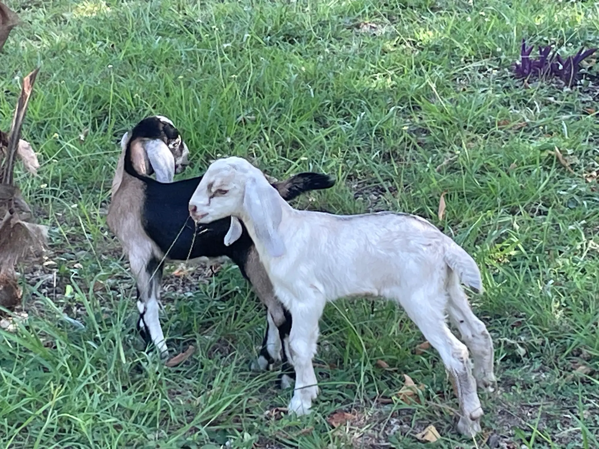 Daily life on the De Klomp homestead