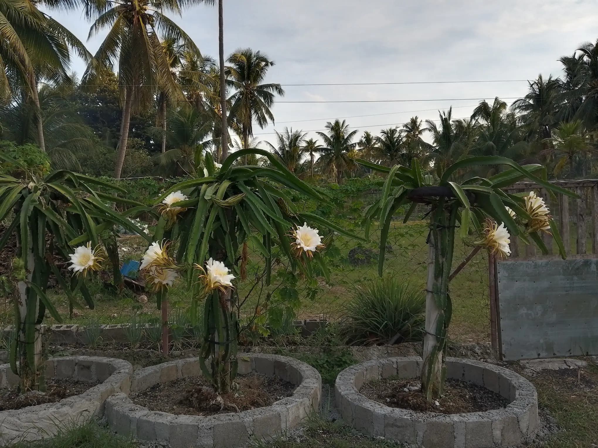 Dragon fruit plants at De Klomp Homestead