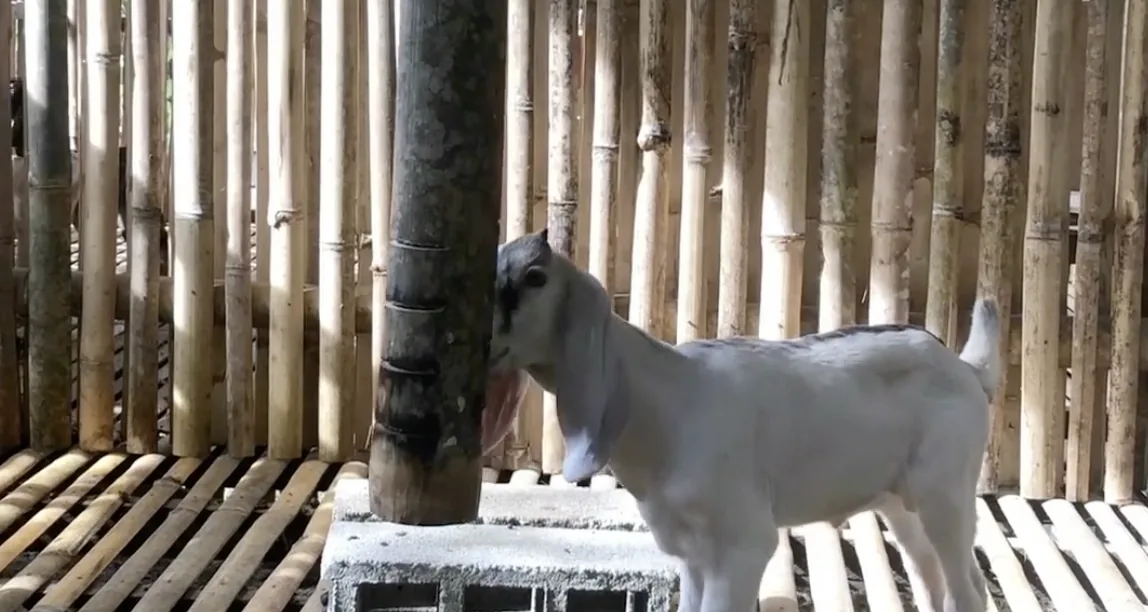 Young goat using a homemade bamboo salt lick holder inside the goat house at De Klomp Homestead
