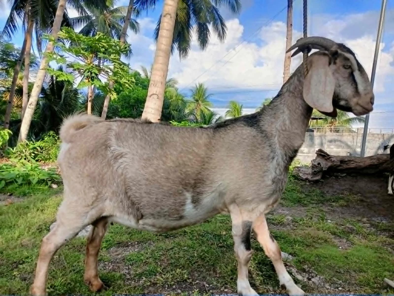 Healthy dairy goat standing outdoors at De Klomp Homestead